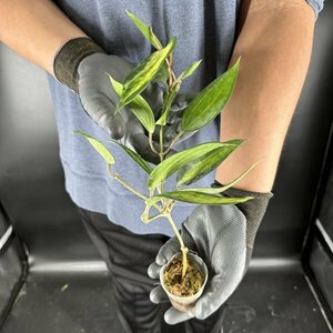 Y119「斑入り・大株」Hoya macrophylla 'Pot of Gold' (台湾株)【3/26輸入・ホヤ・マクロフィラ・ポットオブゴールド】