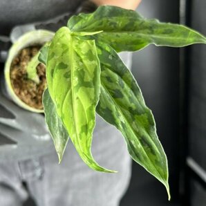 Y148「細葉」Aglaonema pictum tricolor 'Star Spot' (台湾株)【3/26輸入・アグラオネマ・ピクタム・トリカラー・アロイド】の画像5