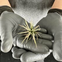 Y171 Tillandsia ionantha 'Peach' (台湾株)【3/26輸入・チランジア (ティランジア)・イオナンタ・ピーチ】_画像4