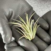 Y171 Tillandsia ionantha 'Peach' (台湾株)【3/26輸入・チランジア (ティランジア)・イオナンタ・ピーチ】_画像3