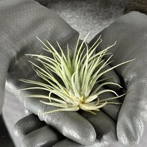 Y173 Tillandsia ionantha 'Druid' (台湾株)【3/26輸入・チランジア (ティランジア)・イオナンタ・ドルイド】_画像2