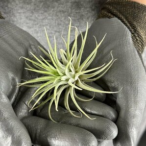 Y174 Tillandsia ionantha 'Druid' (台湾株)【3/26輸入・チランジア (ティランジア)・イオナンタ・ドルイド】の画像4