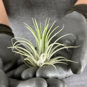 Y174 Tillandsia ionantha 'Druid' (台湾株)【3/26輸入・チランジア (ティランジア)・イオナンタ・ドルイド】の画像3