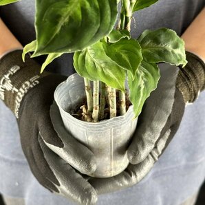 Y192「太葉・特大株」Aglaonema pictum tricolor (台湾株)【3/26輸入・アグラオネマ・ピクタム・トリカラー・アロイド】の画像5