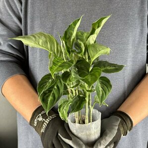 Y192「太葉・特大株」Aglaonema pictum tricolor (台湾株)【3/26輸入・アグラオネマ・ピクタム・トリカラー・アロイド】の画像2