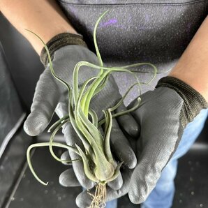 Y259 Tillandsia caput-medusae (台湾株)【3/26輸入・エアープランツ・チランジア(ティランジア)・カプトメデューサエ】の画像3