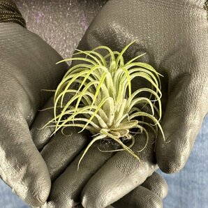 Y260 Tillandsia ionantha 'Druid' (台湾株)【3/26輸入・エアープランツ・チランジア (ティランジア)・イオナンタ・ドルイド】の画像2