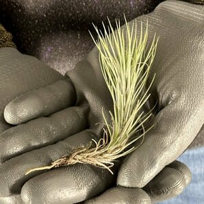 Y264 Tillandsia funckiana 'Silver' (台湾株)【3/26輸入・エアープランツ・チランジア (ティランジア)・フンキアナ・シルバー】の画像2