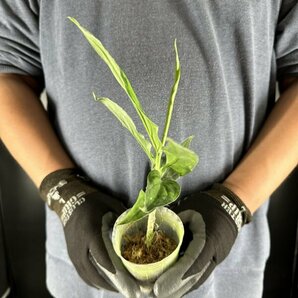 Y016「細葉・大株」Aglaonema pictum tricolor 'Star Spot' (台湾株)【3/26輸入・アグラオネマ・ピクタム・トリカラー・アロイド】の画像4