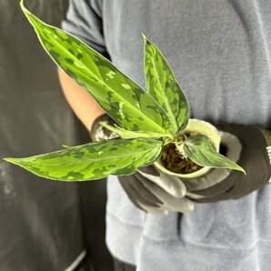 Y016「細葉・大株」Aglaonema pictum tricolor 'Star Spot' (台湾株)【3/26輸入・アグラオネマ・ピクタム・トリカラー・アロイド】の画像1