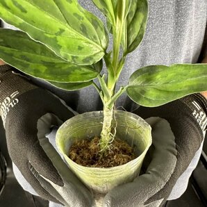 Y016「細葉・大株」Aglaonema pictum tricolor 'Star Spot' (台湾株)【3/26輸入・アグラオネマ・ピクタム・トリカラー・アロイド】の画像5