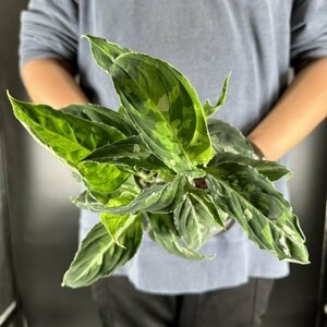 Y017[ futoshi leaf * extra-large stock ]Aglaonema pictum tricolor ( Taiwan stock )[3/26 import * UGG laonema*piktam*toli color *a Lloyd ]