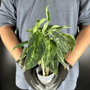 Y018「太葉・特大株」Aglaonema pictum tricolor (台湾株)【3/26輸入・アグラオネマ・ピクタム・トリカラー・アロイド】の画像2