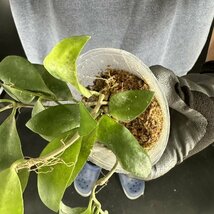 Y034「特大株」Hoya myrmecopa 'Big leaves' (台湾株)【3/26輸入・(準) アリ植物・ホヤ・ミルメコパ・大葉タイプ】_画像7