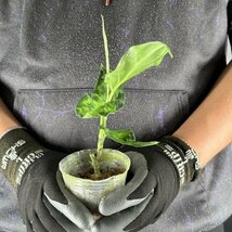 Y052「細葉・大株」Aglaonema pictum tricolor 'Star Spot' (台湾株)【3/26輸入・アグラオネマ・ピクタム・トリカラー・アロイド】_画像4