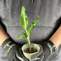 Y052「細葉・大株」Aglaonema pictum tricolor 'Star Spot' (台湾株)【3/26輸入・アグラオネマ・ピクタム・トリカラー・アロイド】_画像3