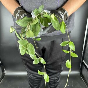 Y062「大株」Hoya myrmecopa 'Big leaves' (台湾株)【3/26輸入・(準) アリ植物・ホヤ・ミルメコパ・大葉タイプ】