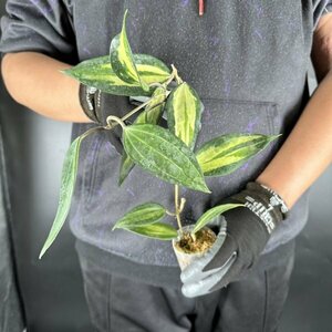 Y066「斑入り・大株」Hoya macrophylla 'Pot of Gold' (台湾株) Mericlone【3/26輸入・ホヤ・マクロフィラ・ポットオブゴールド】