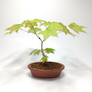  board shop maple (i Taya maple ) bonsai S003