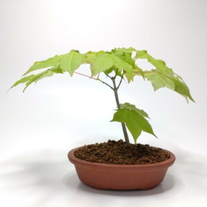  board shop maple (i Taya maple ) bonsai S009