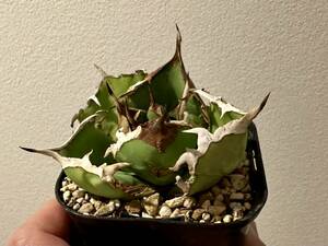 Agave titanota　アガベ チタノタ 雪峰／鬼爪　中株　発根活着済み