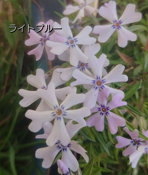 【ネコポス】芝桜 ライトブルー６cmポット苗