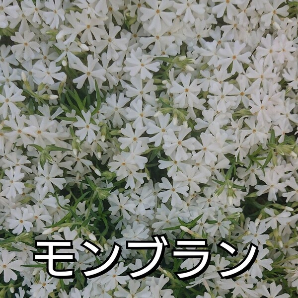【ネコポス】芝桜 白 (モンブラン)６cmポット苗 処分価格
