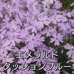 【ネコポス】芝桜 エメラルドクッションブルー６cmポット苗