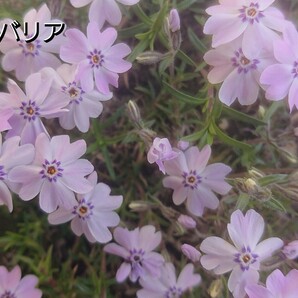 【ネコポス】芝桜 ババリア６cmポット苗６点セット