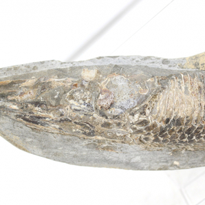 【ト福】魚 化石 アスピドリンクス 約1.5kg 中生代白亜紀 硬骨魚類 ブラジル産 那須木葉化石館 LBZ01LLL80の画像2