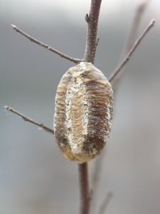 ♪♪♪　【ラストとなります！！　毎年大人気です！！　】ハラビロカマキリの卵のう1個　♪♪♪