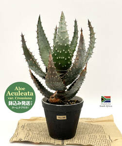 [ aloe * Acre a-ta] wild feeling masimasi! Tokyo birth *. cut circle *Aloe aculeata var. crousiana*No.08