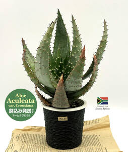 [ aloe * Acre a-ta] wild feeling masimasi! Tokyo birth *. cut circle *Aloe aculeata var. crousiana*No.13