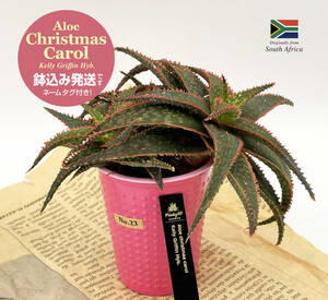 [ aloe * Christmas Carol ] red group raw. mountain peak.!.. change . convenient name tag attaching *Aloe Christmas carol Kelly Griffin Hyb.*No.23