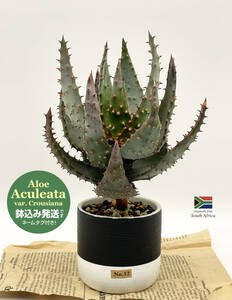 【アロエ・アクレアータ】ワイルド感マシマシ!東京生まれ★鬼切丸★Aloe aculeata var. crousiana★No.12