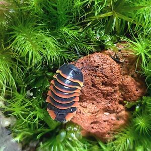 エンバービー　CB 5+1匹　meruranella sp.emberbee メルラネラ ダンゴムシ　奇蟲　昆虫　ワラジムシ