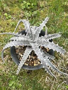 Dyckia goehringii super white ディッキア ゴエリンギー スーパーホワイト