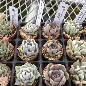 多肉植物 1寸苗12種類アソート 寄せ植え ゆうパック発送の画像3