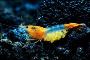  week end week-day shipping only compensation 1 pcs addition orange ru Lee shrimp ( orange fai archery shrimp ) 30 pcs 