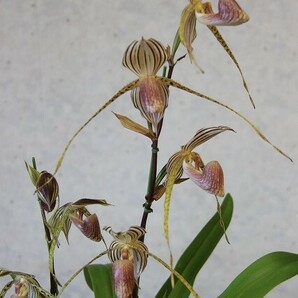 ◇◇洋蘭祭り◇◇ Paph. Lady Isabel 'Hiuchi' HCC/JOS 96'6 (75p)の画像1