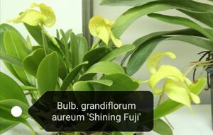 ◇◇洋蘭祭り◇◇ Bulb. grandiflorum album 'Shining Fuji' 特大