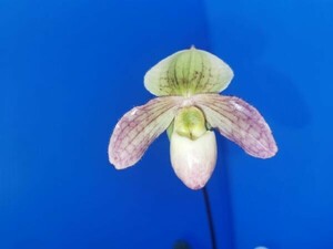 ◇◇洋蘭祭り◇◇ Paph. niveum × primlinum v.purprascens'J-242-1'