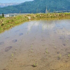 令和5年度産 南魚沼産コシヒカリ 30kg 玄米 新潟県産 塩沢産 しおざわ お米 最高品種 精米無料の画像4