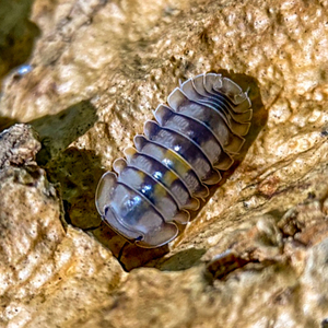 Cubaris sp.Opal オパール 8匹 ダンゴムシ ワラジムシ