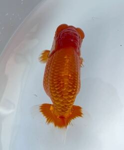 ●○《龍's蘭》極太系　明二歳魚上種　雄精子確認済み　BO1４0　約１４ｃｍ○●