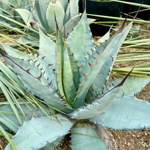 Hybrid Agave TiMarg ハイブリッドアガベチタノタ×マルガリータ