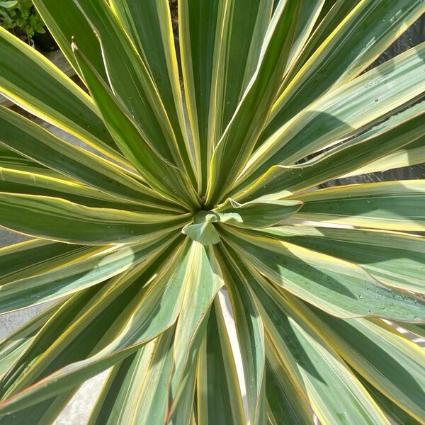 Yucca gloriosa 'Variegata' ユッカ・グロリオサ・バリエガータ