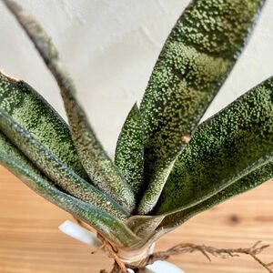 Gasteria batesiana ガステリア　バテシアナ