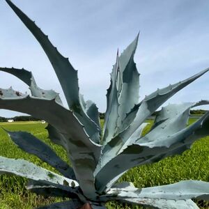 Agave america var.franzosinii アガベ　フランゾシーニ②