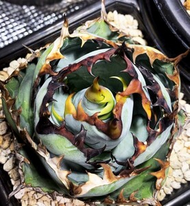 BJ164 succulent plant agave chitanota black . madness .